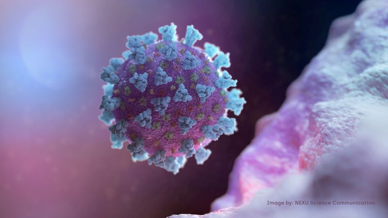 Mediante el bloqueo del pico del virus en su interacción con las células humanas podría lograrse un tratamiento efectivo (Foto: NEXU Science Communication/REUTERS)