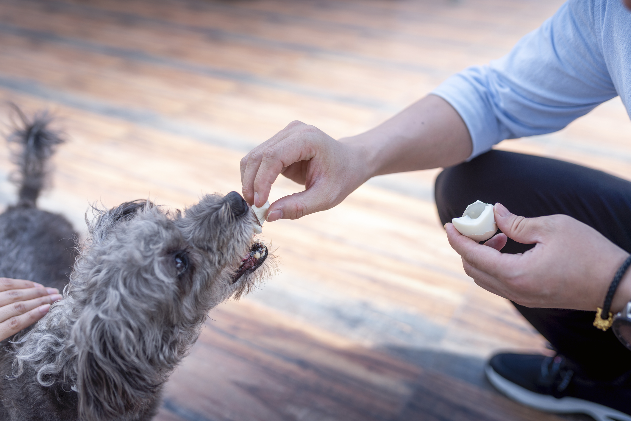 Por qué el huevo es un aliado fundamental para la alimentación de perros y gatos