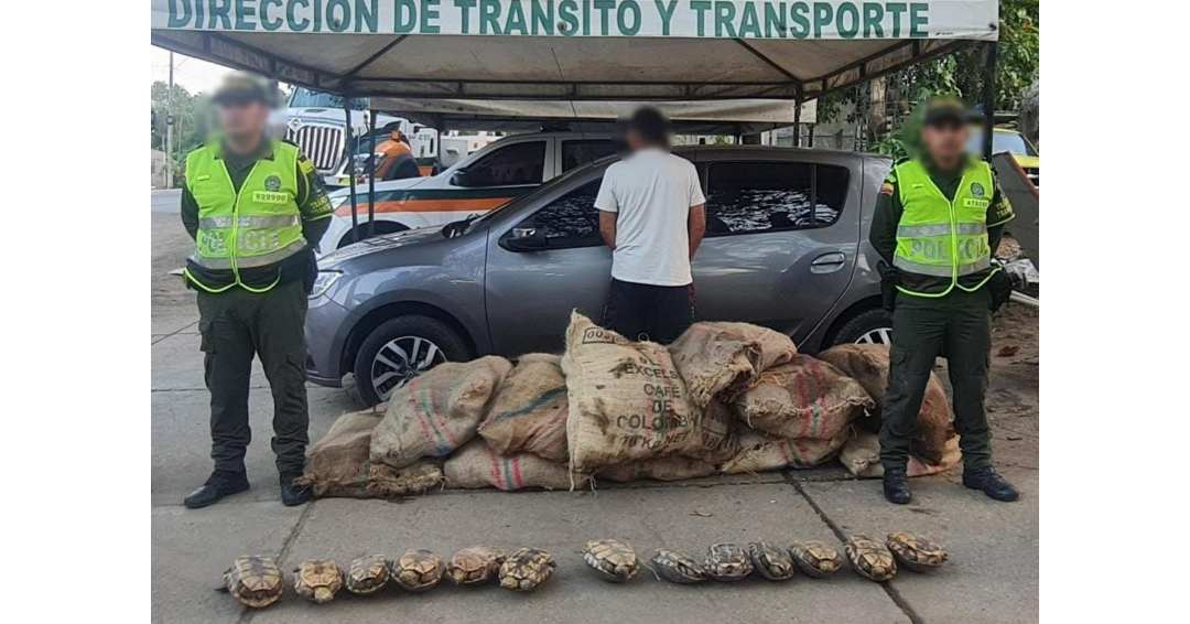Agentes de la Dirección de Tránsito y Transporte de la Policía Nacional capturaron a un hombre que transportaba 296 tortugas hicoteas para posible consumo humano. @TransitoPolicia / Twitter