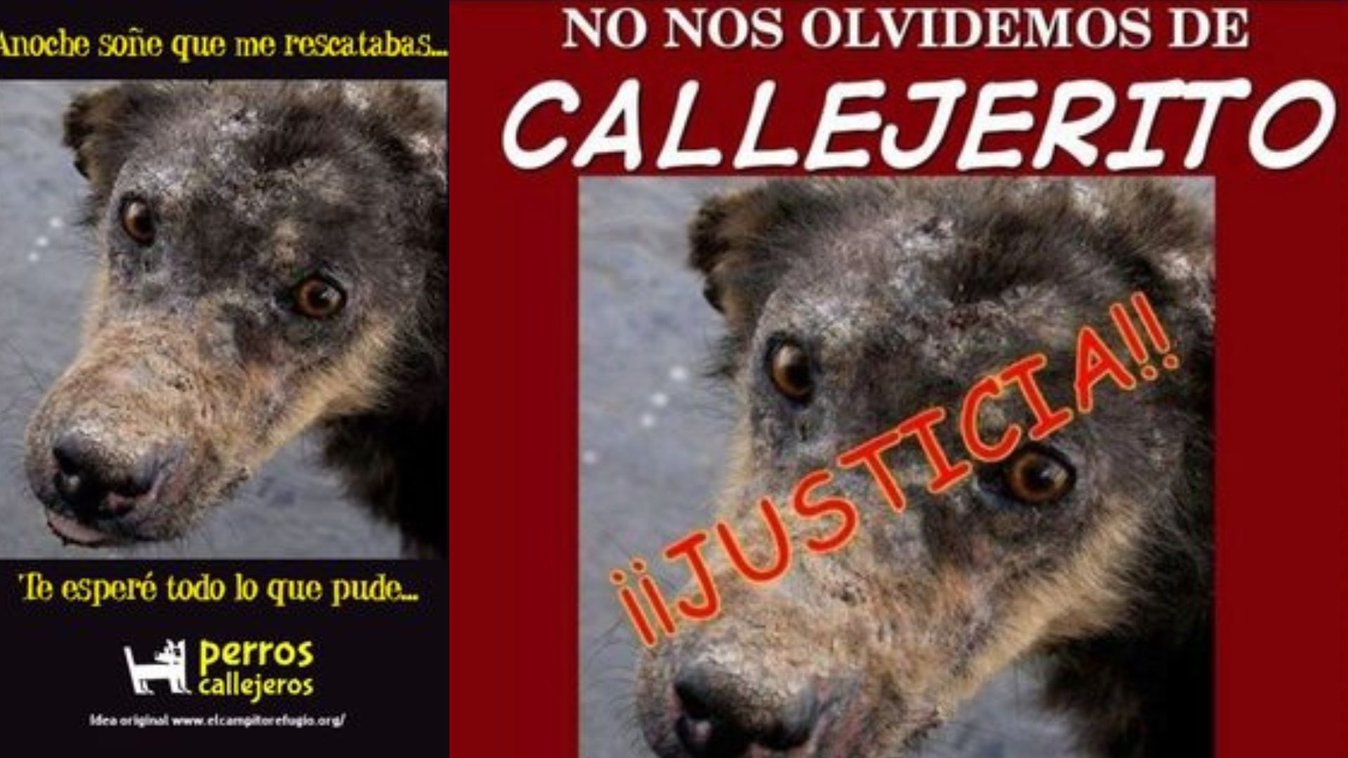 El caso de Callejerito, el crimen que ayudó a penalizar el maltrato animal en la CDMX