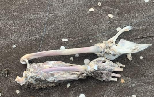 Los restos humanos hallados en Mar de Ajó 