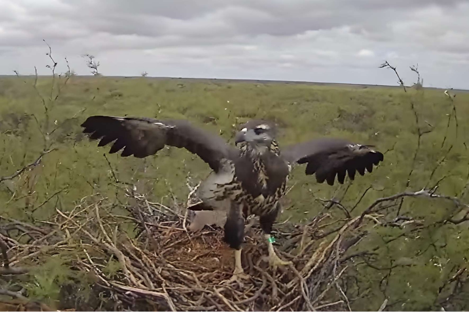 El primer vuelo de "Yupanqui": el stream del Conicet transmiti&oacute; en vivo el crecimiento de un pich&oacute;n de &aacute;guila en La Pampa