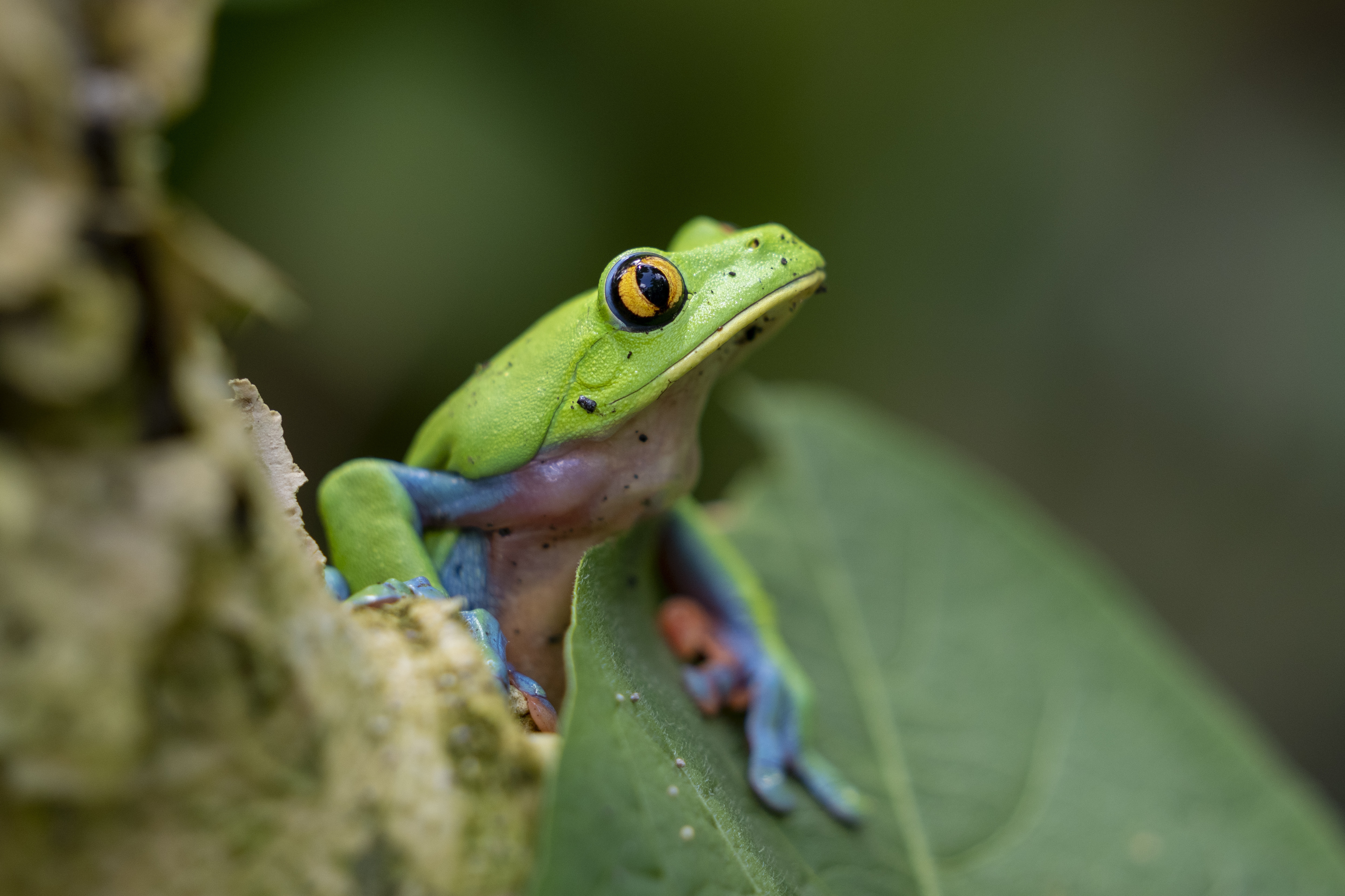 La extinsión de estos anfibios está causando estragos en los ecosistemas de todo el mundo (AP)