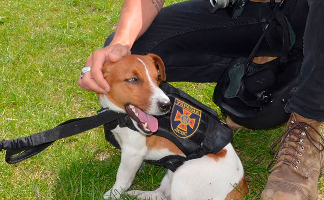Durante estos largos meses de conflicto, el perro ayudó a recuperar las áreas alrededor de Chernihiv (Instagram)