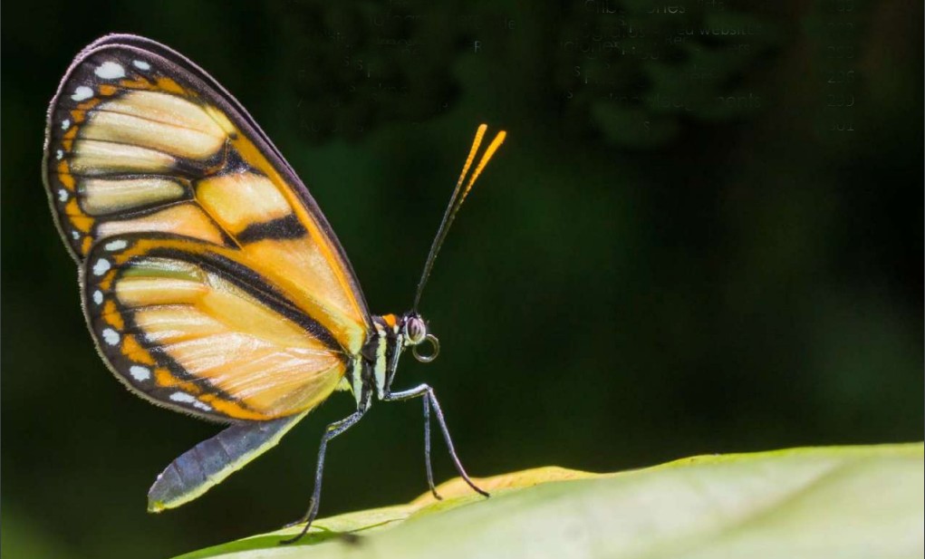 Con  especies Colombia es el país con más diversidad de mariposas -  Infobae