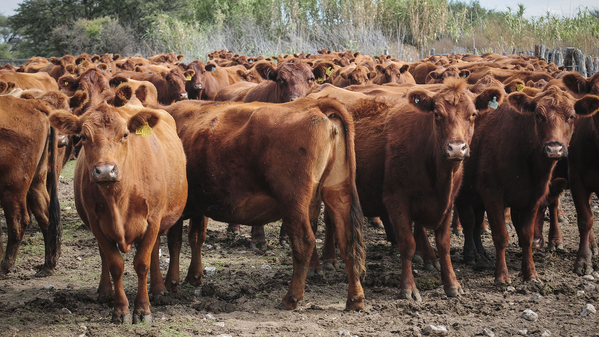 “Roban la carne para comerla”: el drama del productor que ya hizo 70 denuncias por robo de ganado