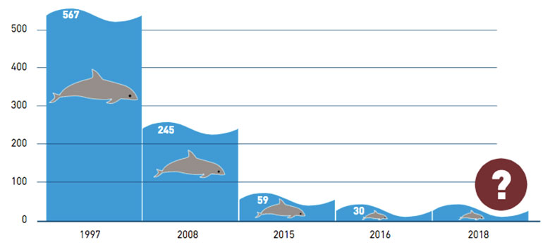 México Busca Que China Aporte Recursos Para Proteger A La Vaquita Marina Infobae 9596