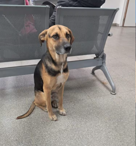 La historia de Arturo, el perro que esper&oacute; 25 d&iacute;as en el hospital a su due&ntilde;o que hab&iacute;a muerto