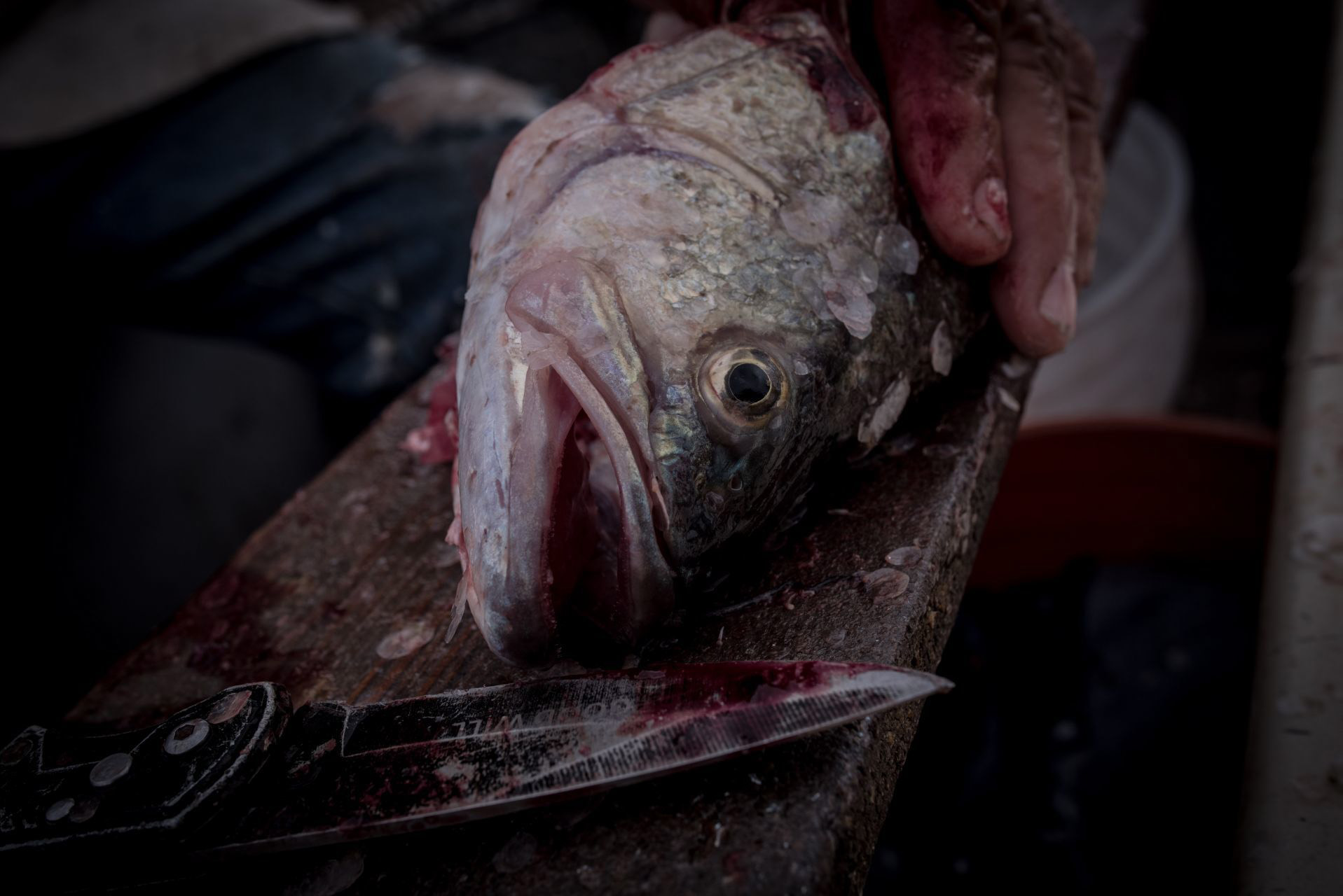 Pedro quita la piel a un pescado después de una jornada de pesca. San Francisco de Conchos, Chihuahua, México. El 18 de septiembre de 2020.