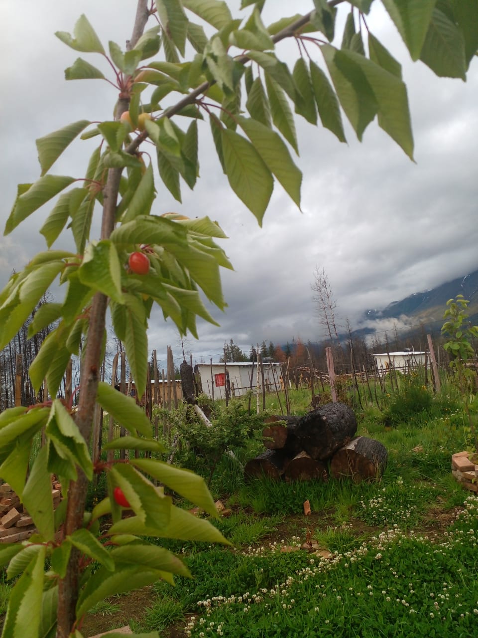 Los árboles vuelven a dar frutos en la Comarca Andina, tras el paso de las llamas