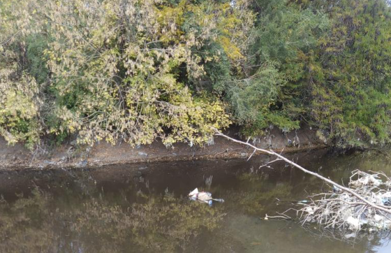 Así encontraron el cuerpo de un joven de 25 flotando en el río