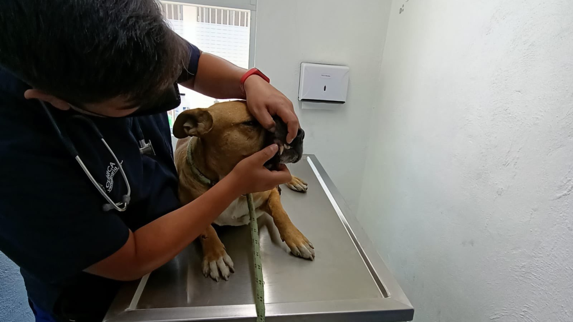 Cuando fue encontrado y rescatado, Jackson cuidaba el cuerpo de su dueño fallecido, aparentemente en situación vulnerable (Foto: Twitter / @@evelyn_parraA)