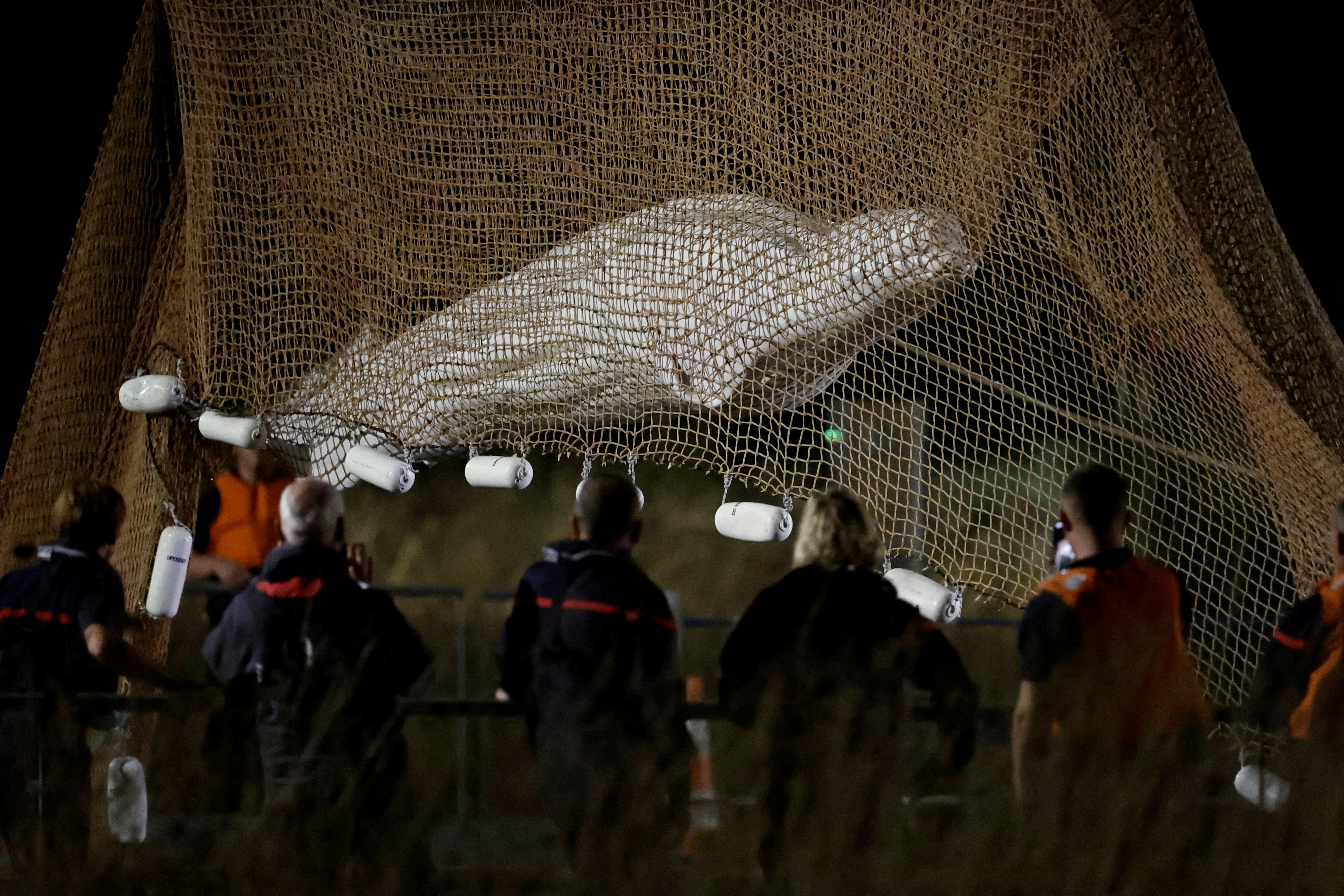 La beluga que se extravió en el río Sena de Francia fue sacrificada por razones humanitarias