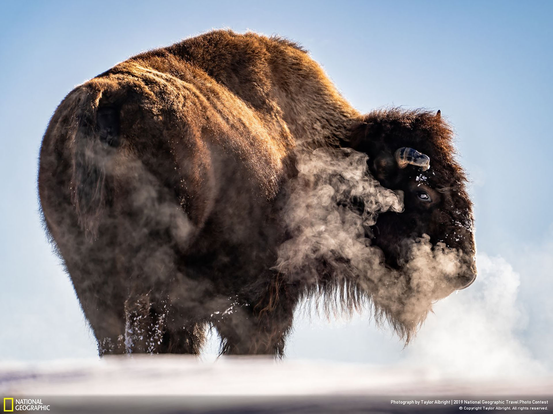 Los bisontes son animales impredecibles y territoriales que si se sienten amenazados pueden embestir. ("Exhausted" / 2019 National Geographic Travel Photo Contest / Categoría: Naturaleza)