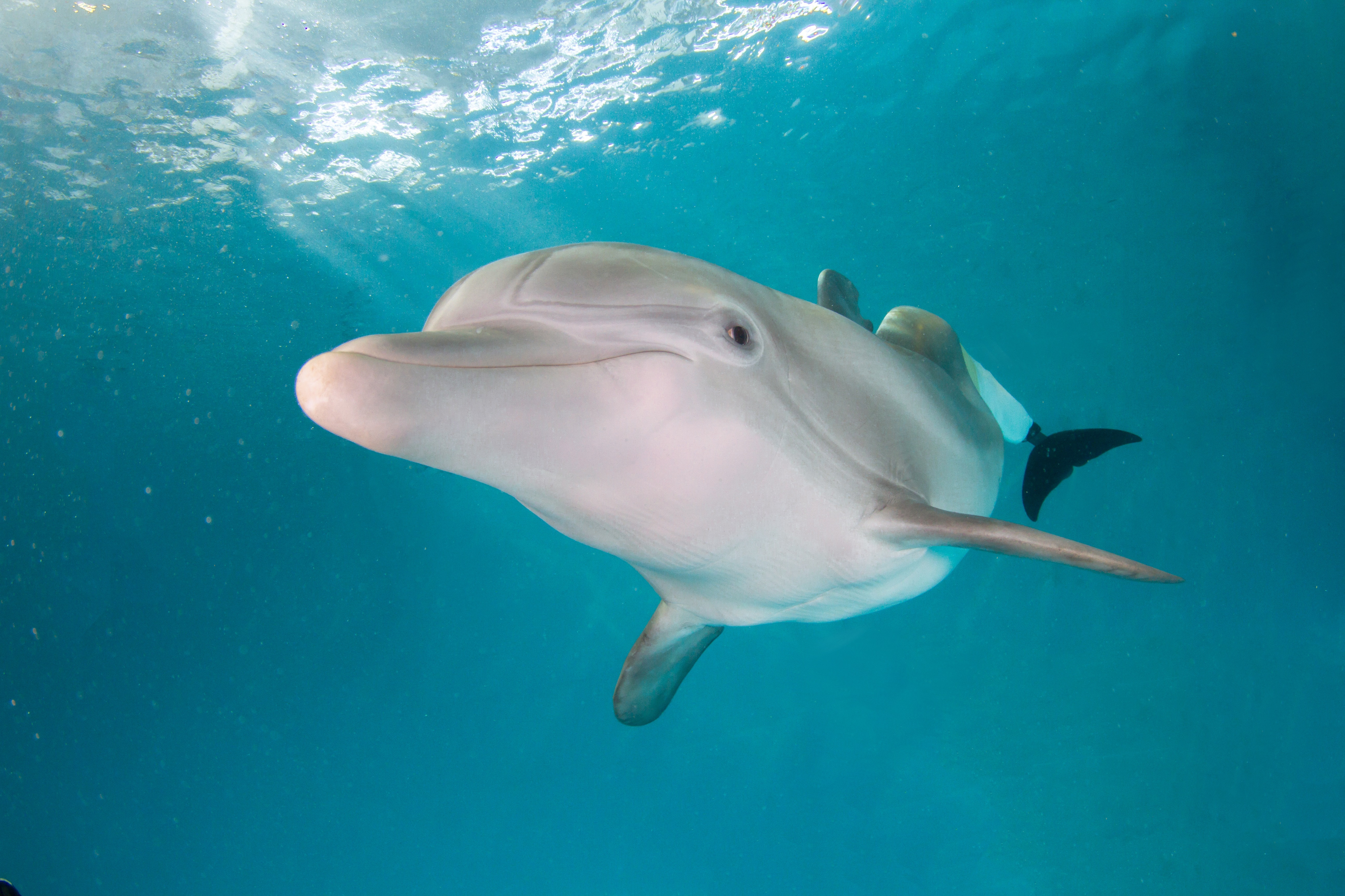 Los delfines reconocen a sus familiares o amigos por medio de el sabor de la orina EFE/ Cortesía Acuario Marino de Clearwater
