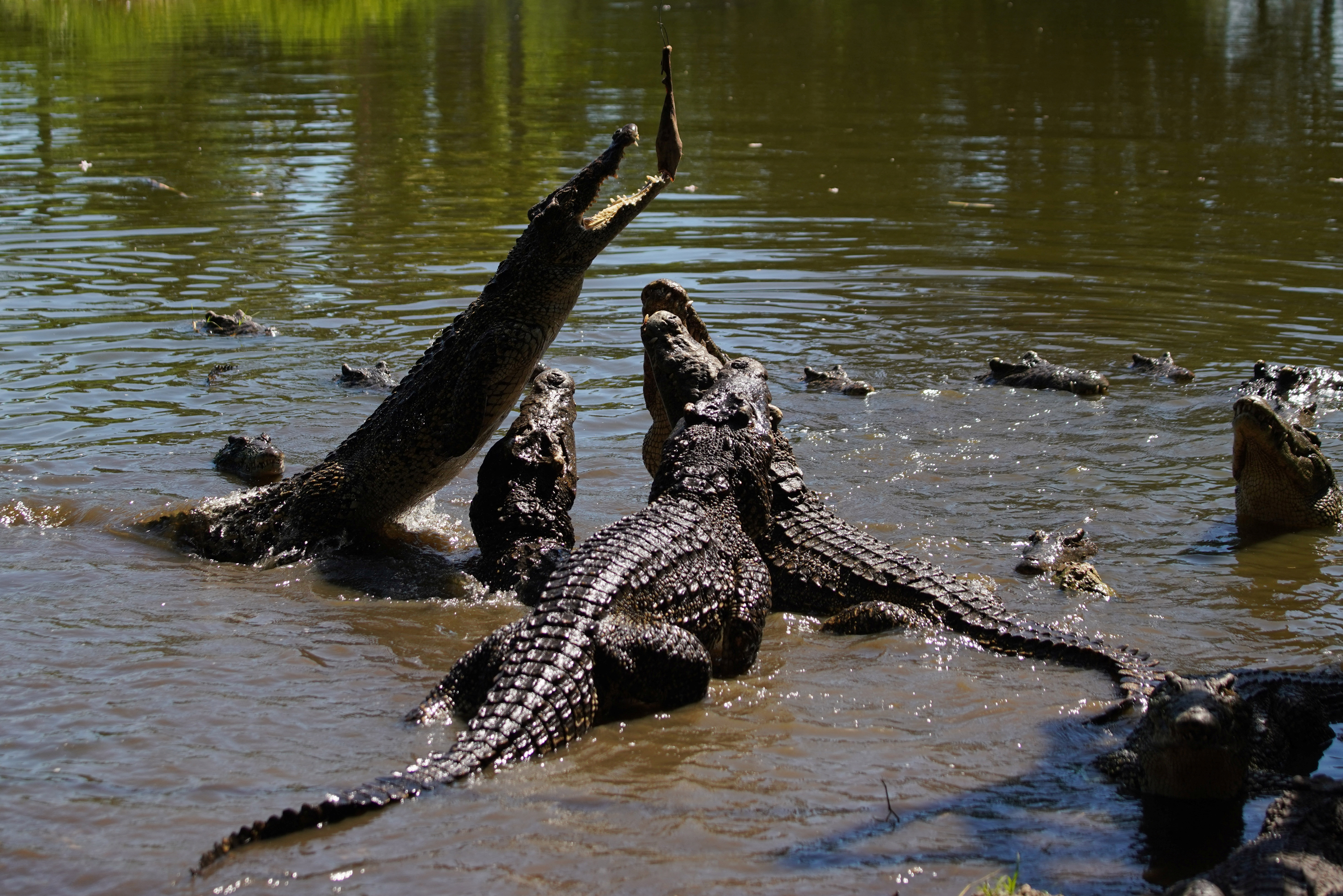 The Wider Image: Cuban scientists race to save one of the world's rarest crocodiles