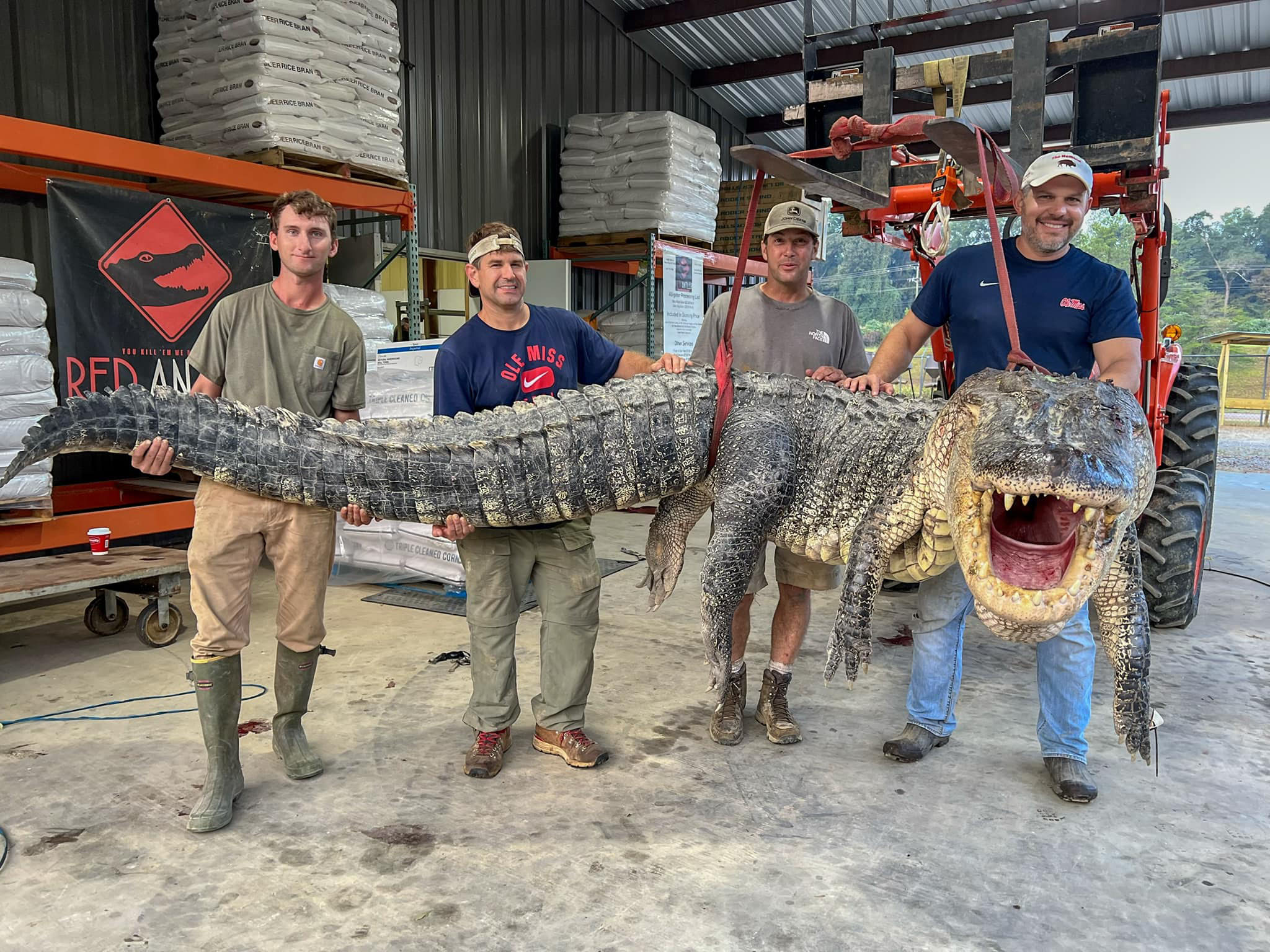 “Fue un pandemonio”: atraparon un cocodrilo del tamaño de un monstruo de película