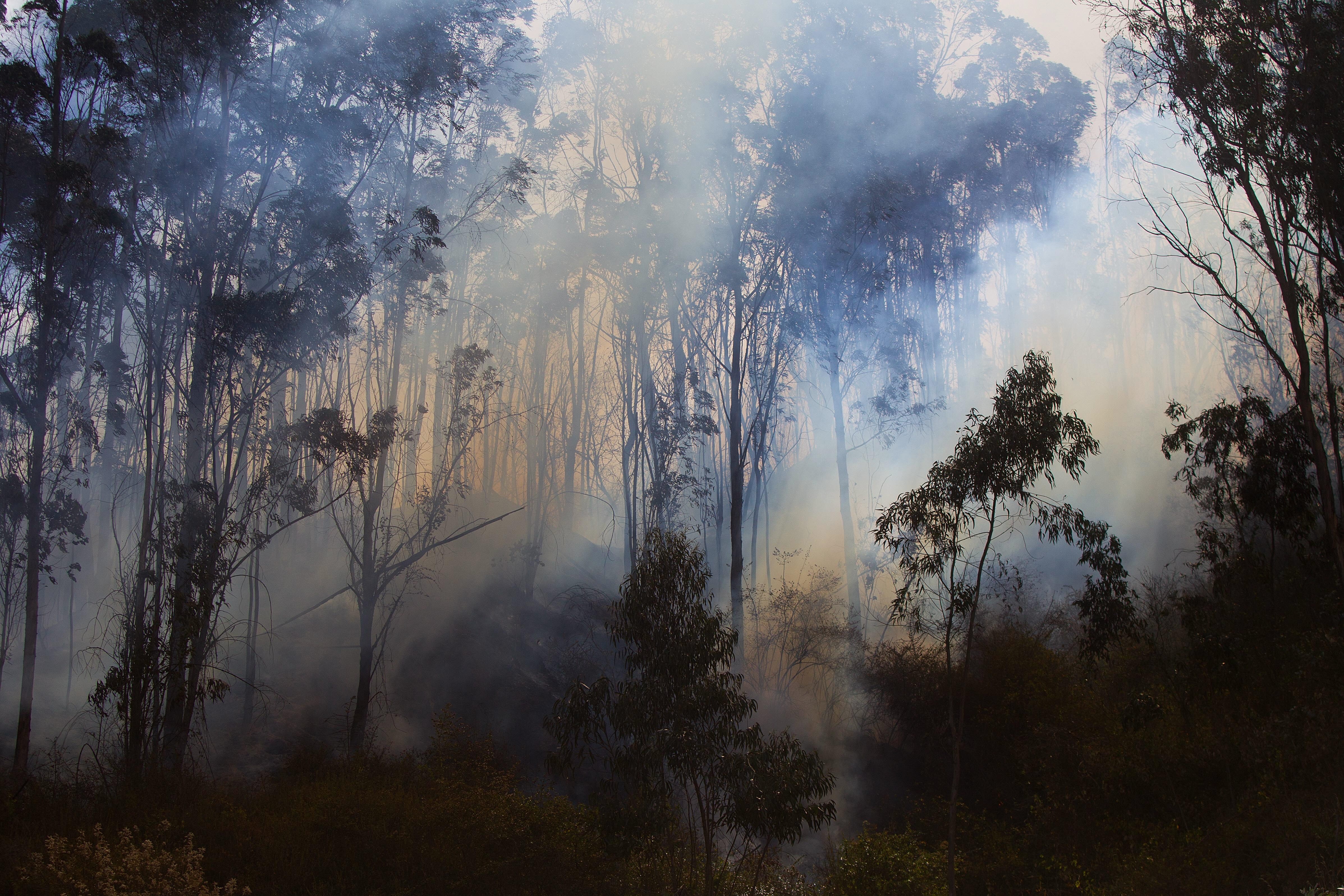 En los últimos tres años los incendios forestales en Ecuador, que se suelen presentar en la época seca de julio a septiembre, causaron la pérdida de 61.665 hectáreas (EFE)