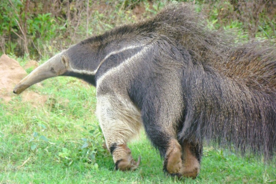 Salta: dos hombres que entraron ilegalmente a una reserva deber&aacute;n pagar el arreglo de un alambrado tras atacar a un oso hormiguero