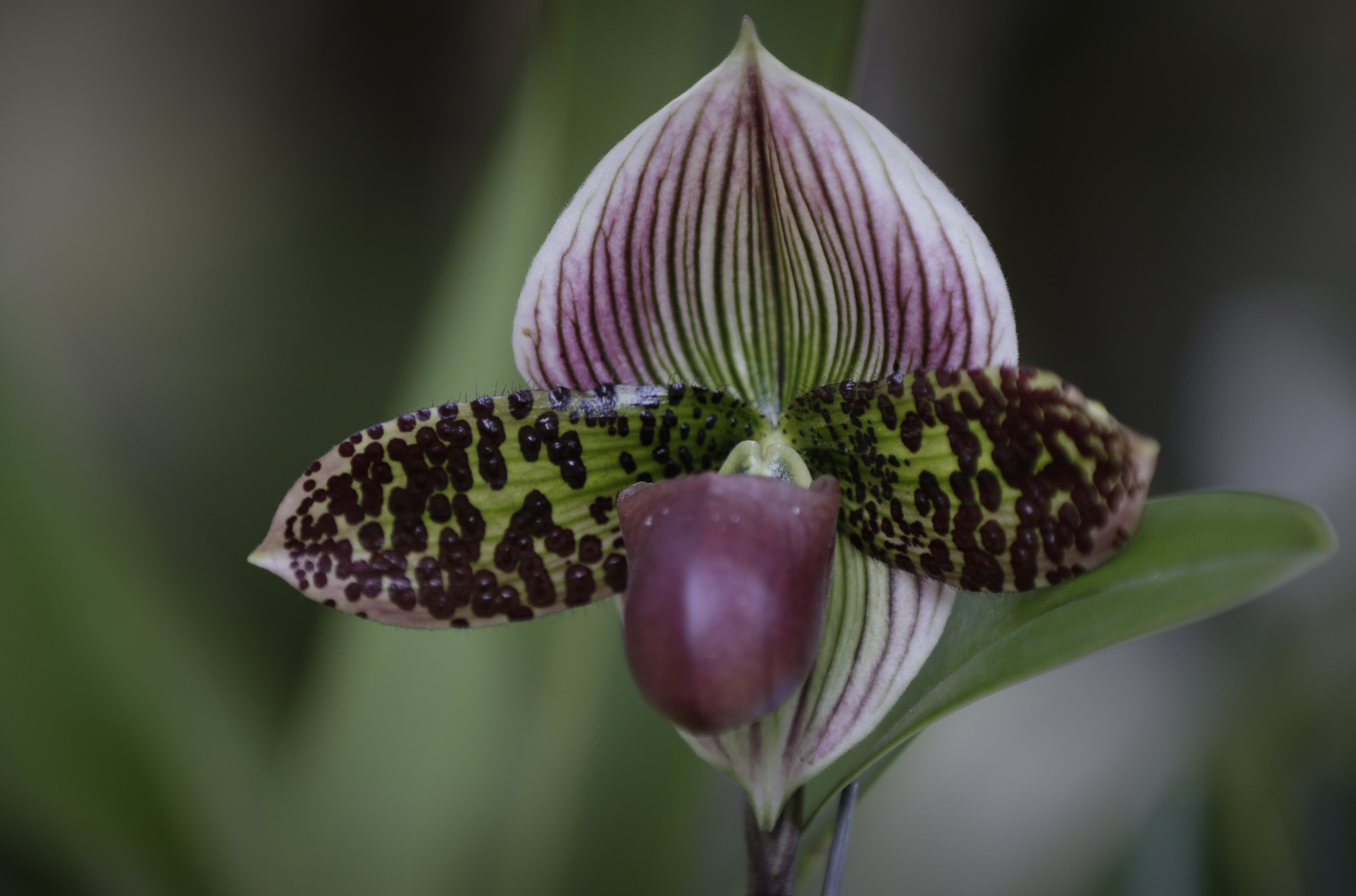 Un grupo de investigación de la Universidad de Antioquia busca descubrir el genoma de las orquídeas