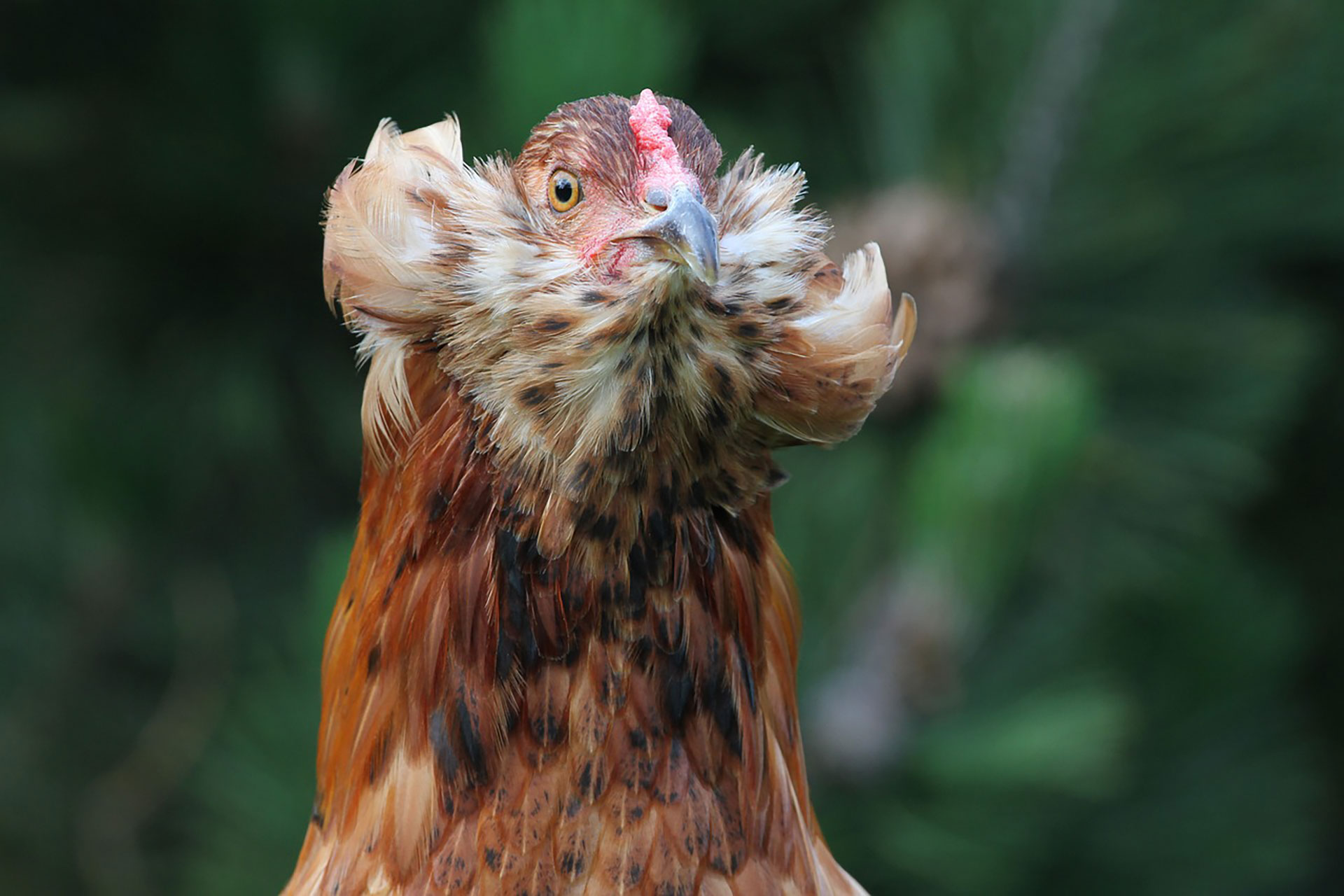 Araucanian chickens are extremely docile, which is why they have been taken as pets / (Pexels)