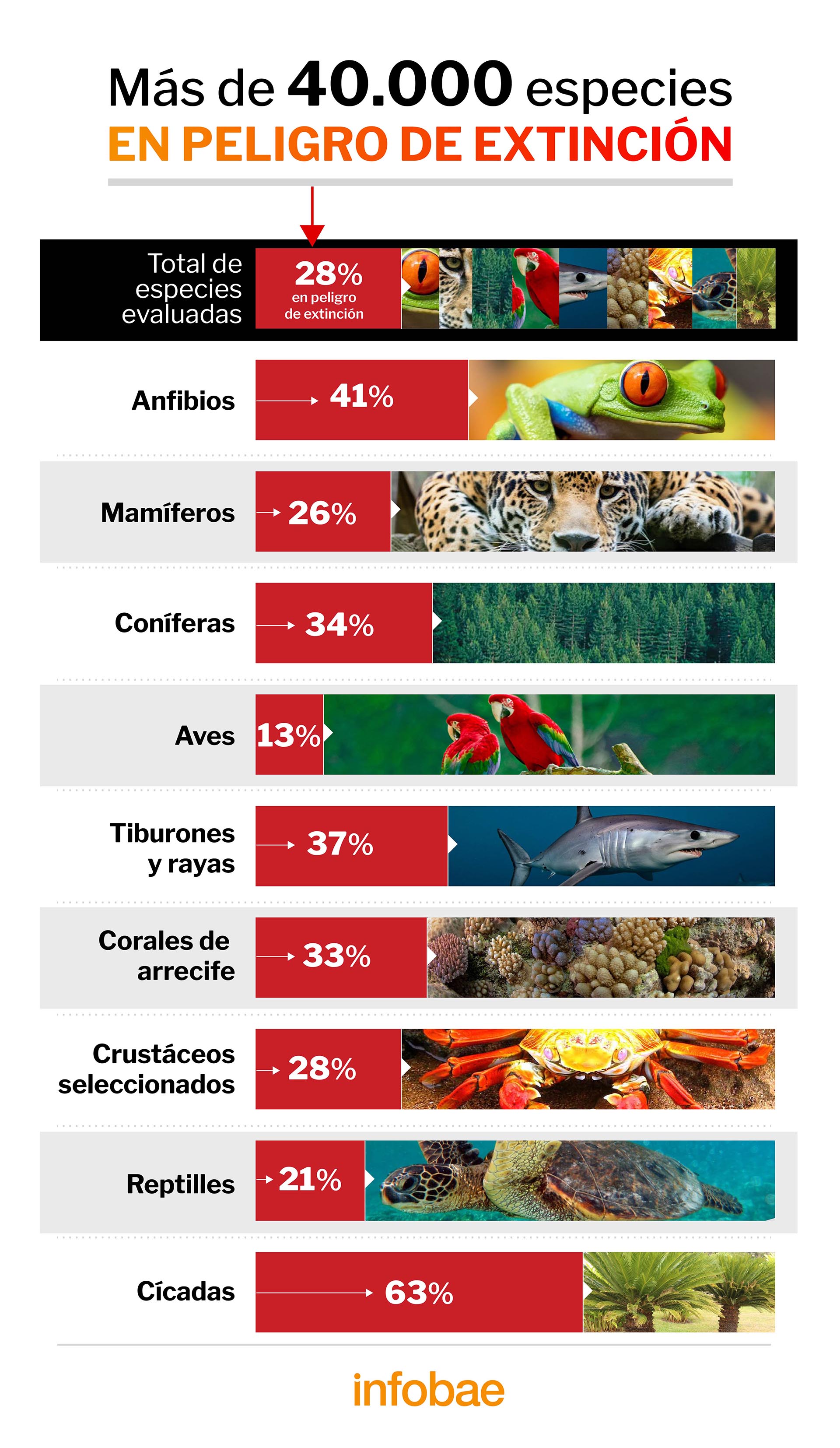  Infografía de Marcelo Regalado con información de la Unión Internacional para la Conservación de la Naturaleza (IUCN, según sus siglas en inglés) 