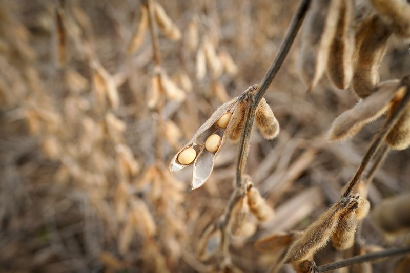 China anunció la aprobación de la soja tolerante a sequía. (REUTERS/Bryan Woolston)