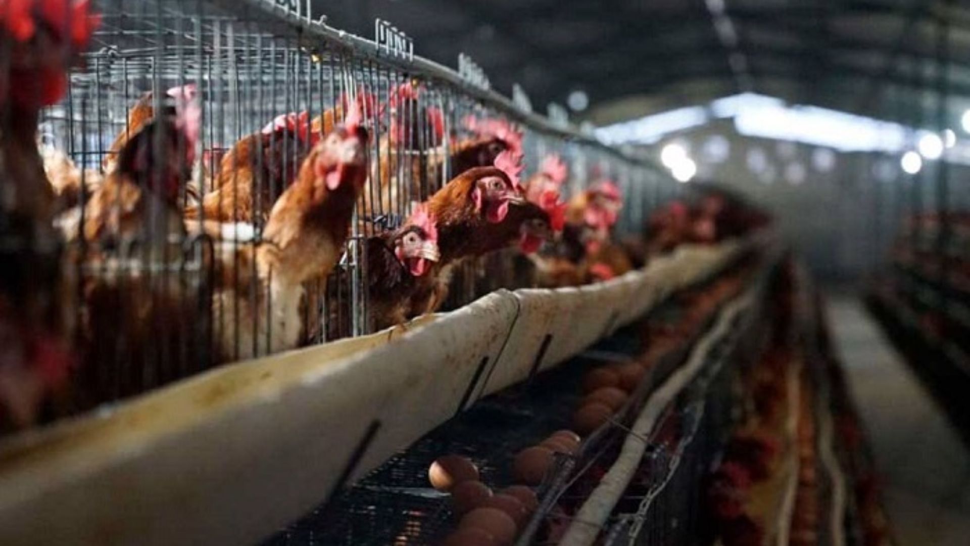 Gripe aviar: sacrifican a miles de aves de corral para evitar propagación del virus