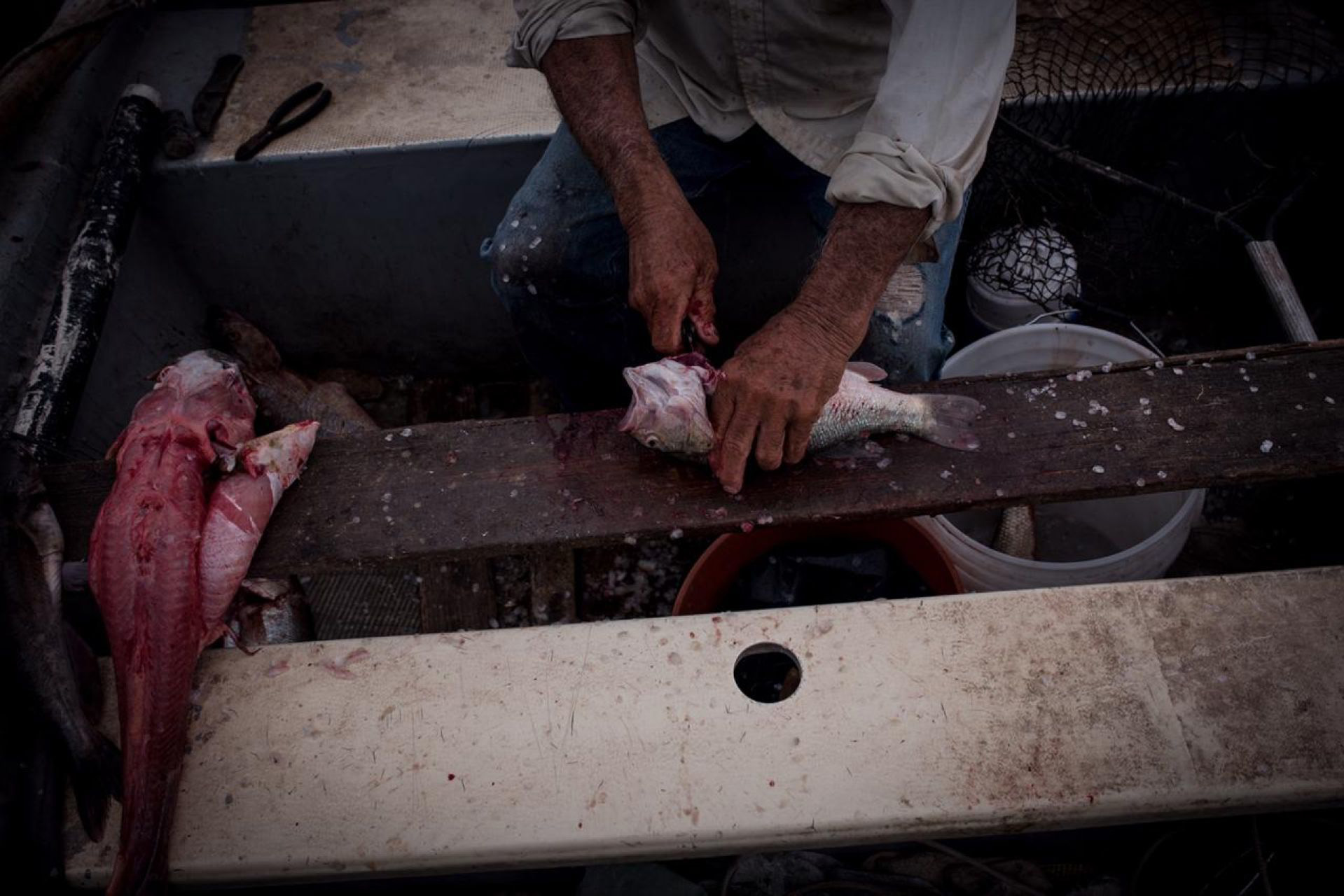 Pedro quita la piel a un pescado después de una jornada de pesca. San Francisco de Conchos, Chihuahua, México. El 18 de septiembre de 2020.