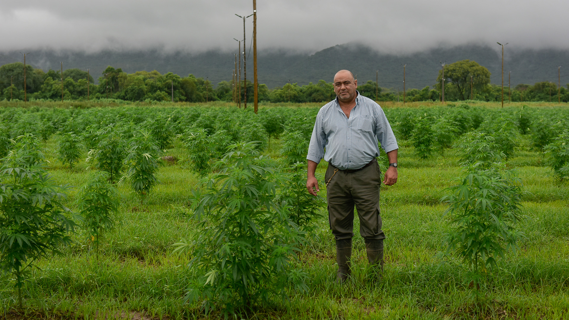 Jorge Orlandi, encargado de campo en Cannava