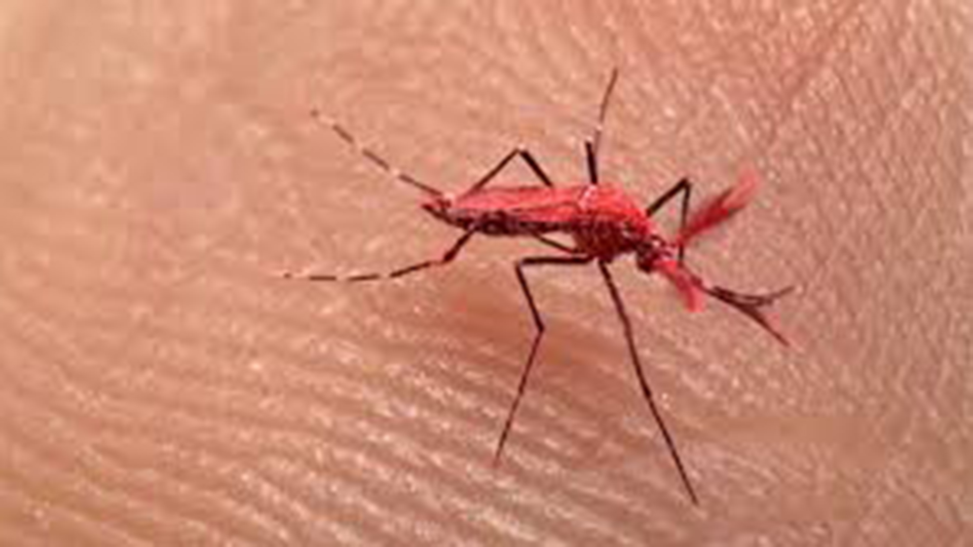 Día Internacional contra el Dengue: cómo identificar al mosquito transmisor y reducir el riesgo – Infobae