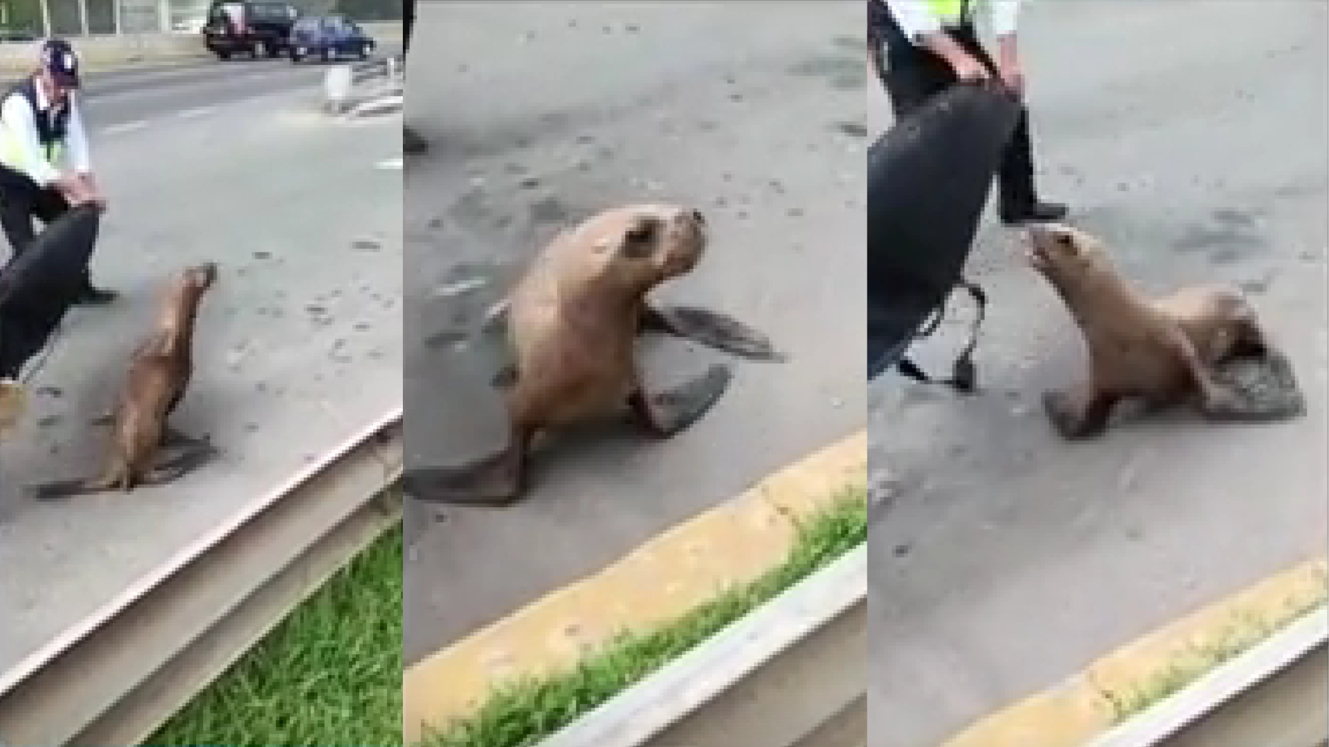 Foca fue vista en la Costa Verde y agentes de serenazgo intentaron regresarla al mar