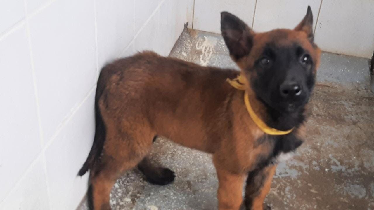 Wilson cachorrito: revelan fotos del héroe canino mientras sigue su búsqueda en el Guaviare y Caquetá 