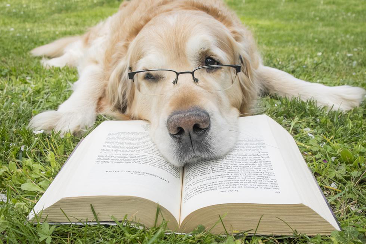Los perros han logrado aprender y entender entre 200 y 500 palabras
Foto: difusión.