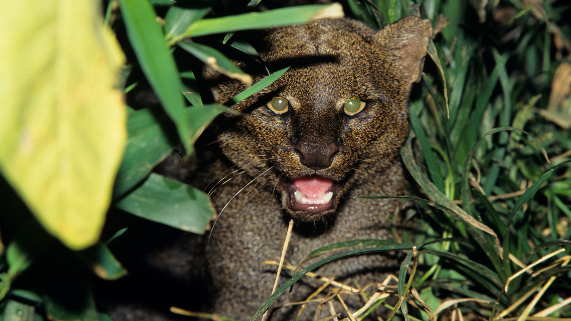 Video: detectan el paso de un jaguarundi o leoncillo en zona de recuperación ambiental del Cerrejón