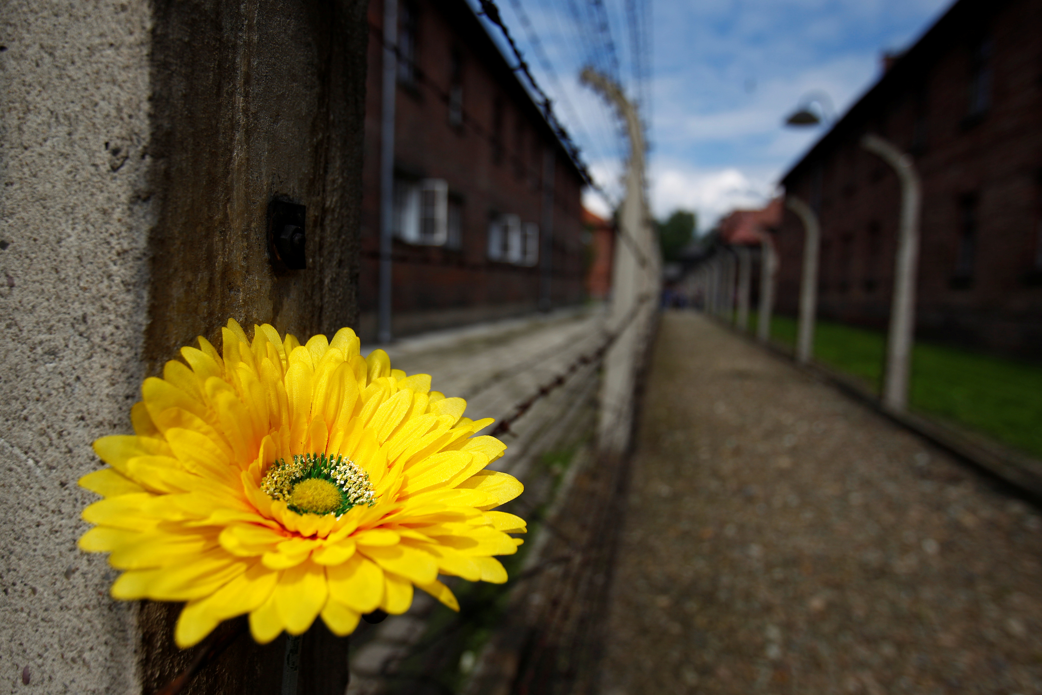 FILE PHOTO: A flower affixed to barbed wire at the Auschwitz-Birkenau state museum in Oswiecim. Poland