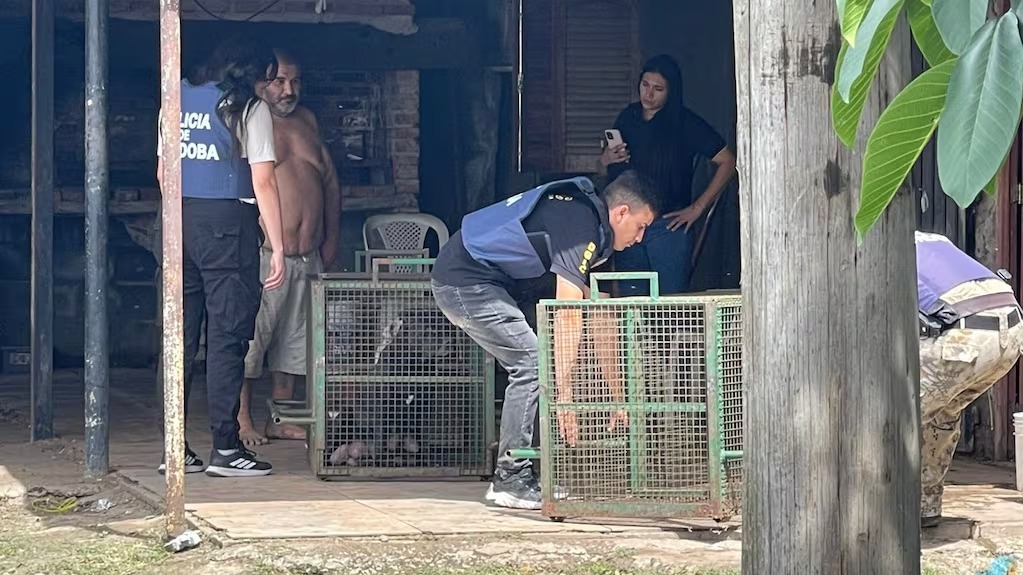 De palomita y de chilena: los dos golazos del Cuti Romero que salvaron al Tottenham