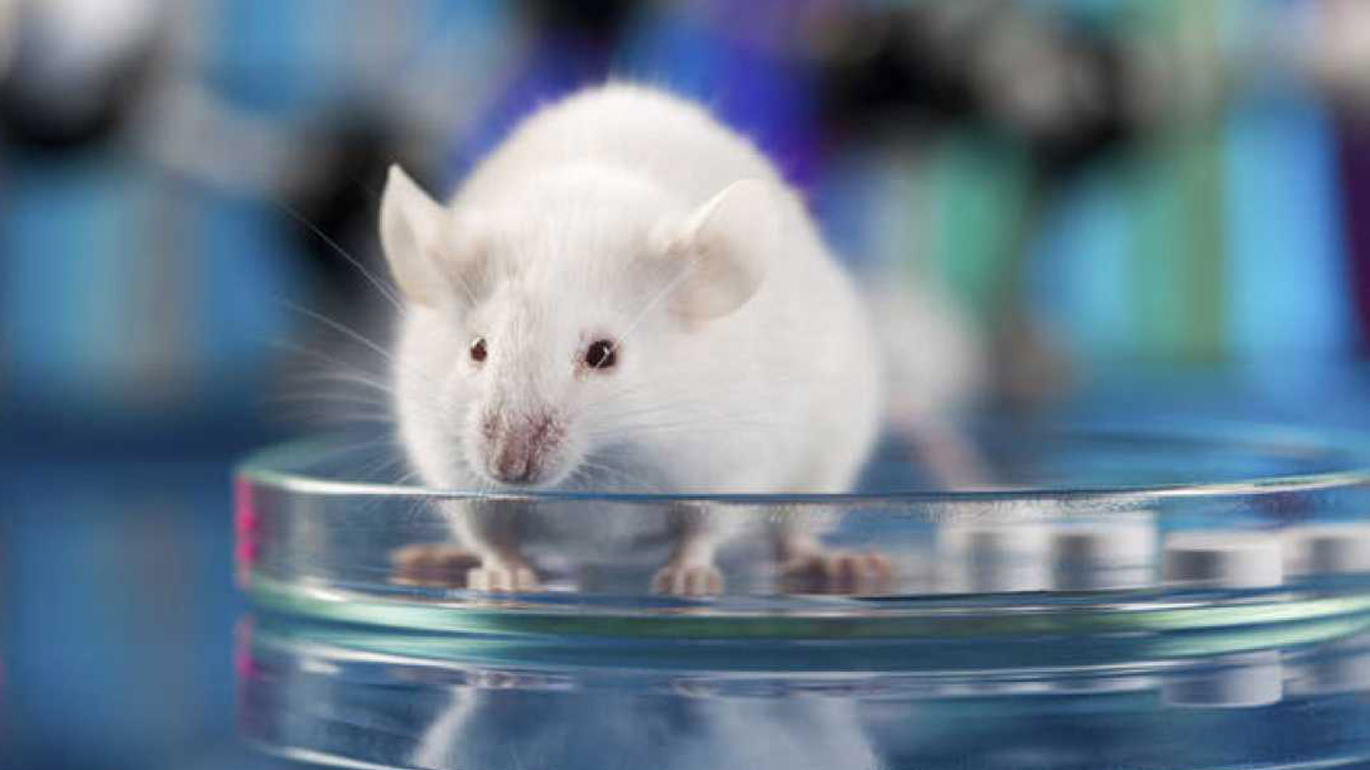 El estudio científico se hizo en ratones en la Universidad de California en Davis, Estados Unidos/Archivo