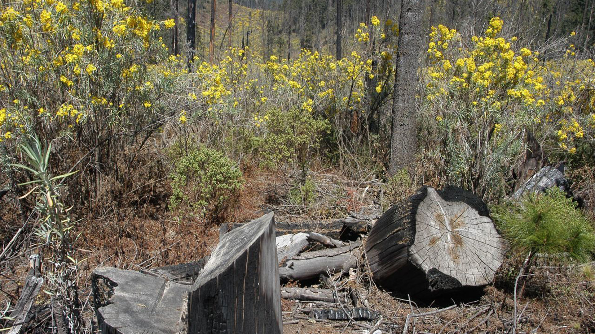 Hay tres tipos de tala ilegal: la hormiga, la organizada y las redes de explotación forestal (Foto: Cuartoscuro)