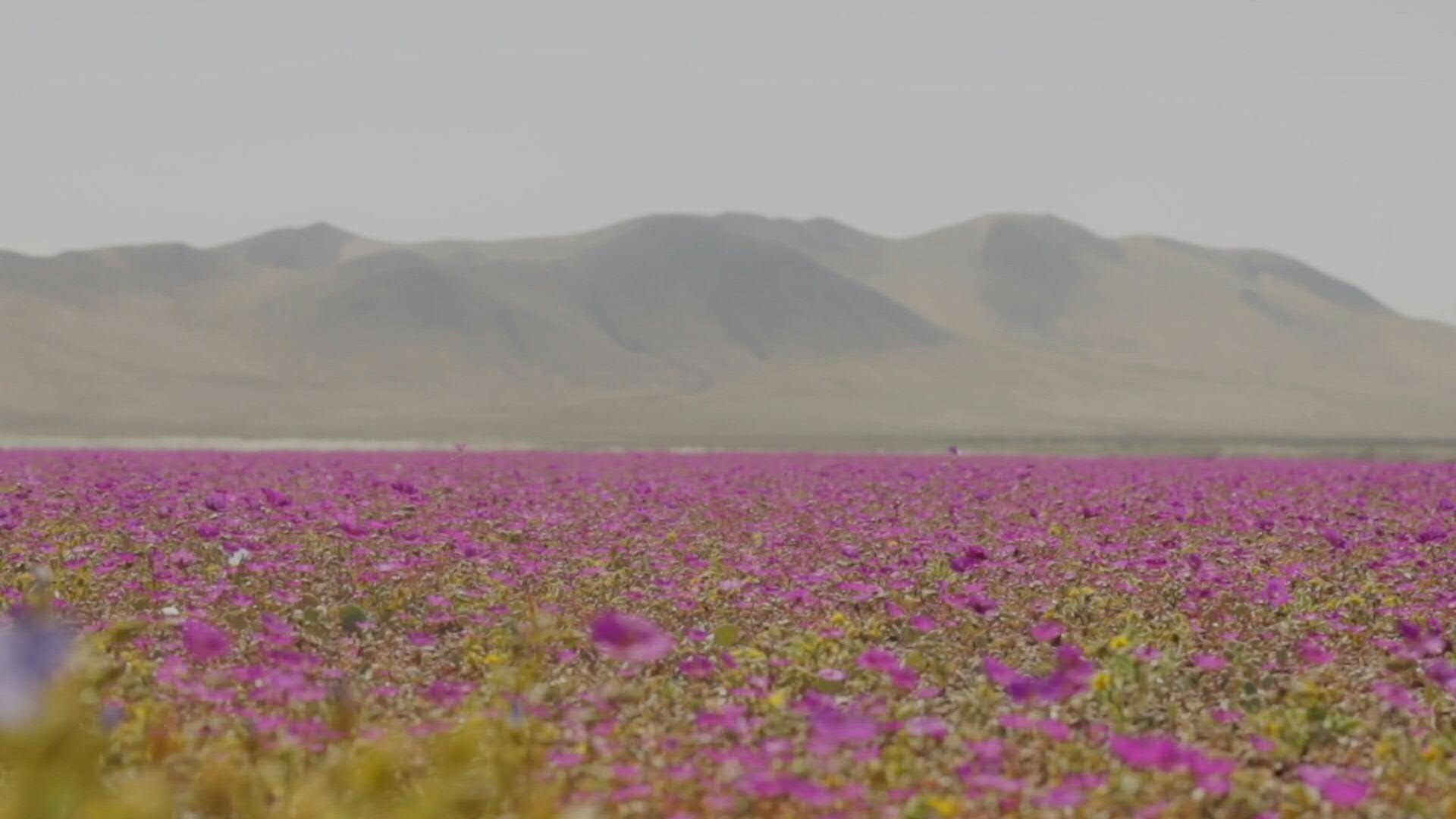 Recientemente, el gobierno de Chile anunció la creación de un parque nacional en la zona sur del desierto de Atacama, el más árido del mundo, para proteger el fenómeno de floración que ocurre excepcionalmente en esta zona de la región de Copiapó, a 500 km al norte de Santiago (AFP)