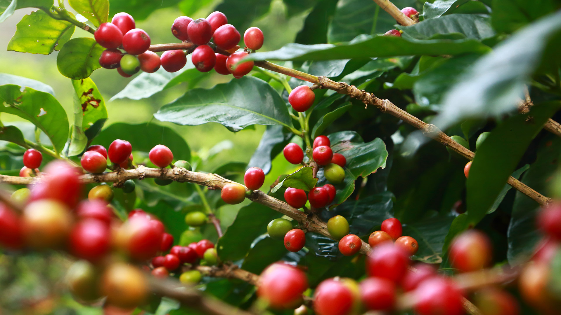 El aroma y calidad, se obtienen de una cosecha ideal del café. Su grano es rojo o amarillo (Foto: Getty Images)