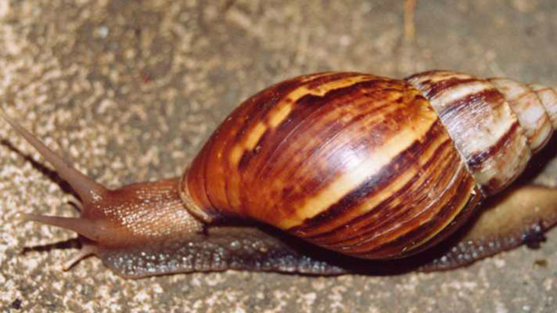 The giant African land snail has been exterminated twice in Florida