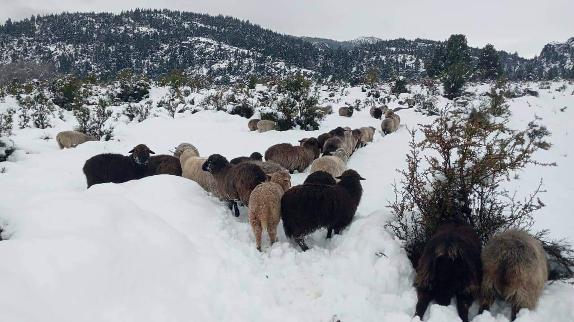 Chubut bajo nieve: animales atrapados, pobladores varados y clases suspendidas por el fuerte temporal