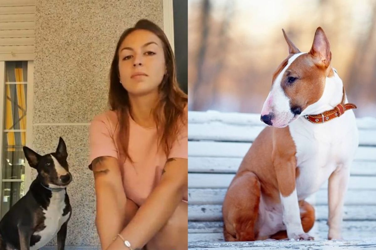 Laurdiy 2024 dog type