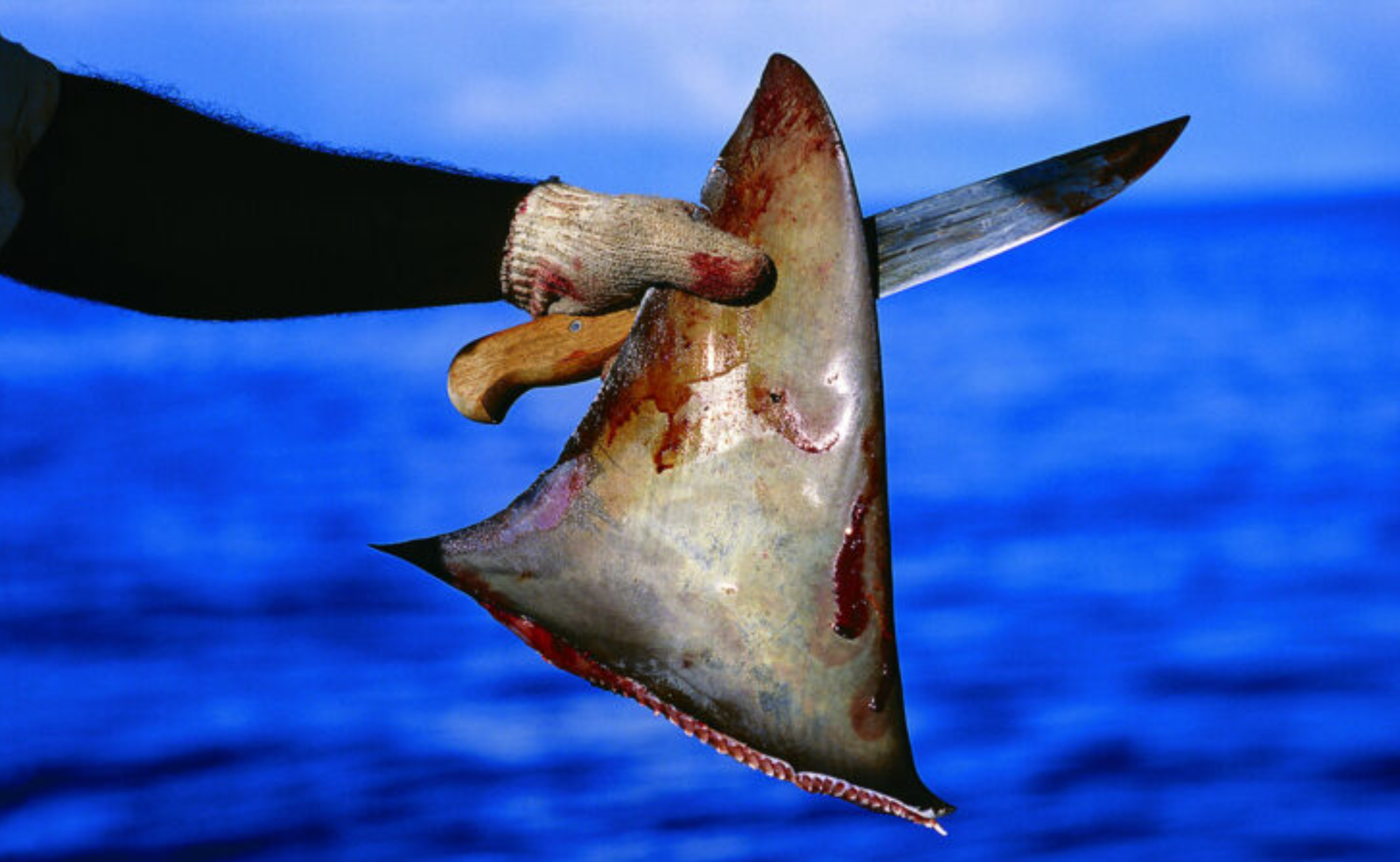 Policía y la Sunat incautan más de 3 mil aletas de tiburón camufladas como 'equipaje' en bus de Piura a Lima - Infobae