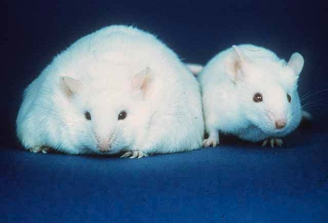 Este nuevo análisis involucró a ratones alimentados con una dieta occidental típica alta en grasas para hacerlos obesos

