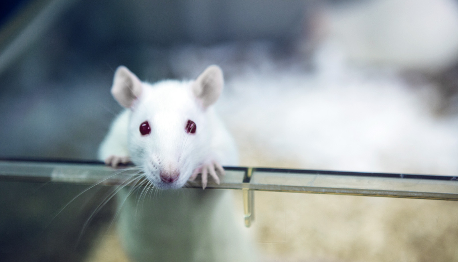La rata despierta rechazo por parte del ser humano (Getty Images)