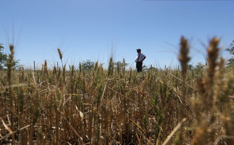 La producción de trigo cayó casi un 50% en medio de la profunda sequía. (REUTERS/Agustin Marcarian)