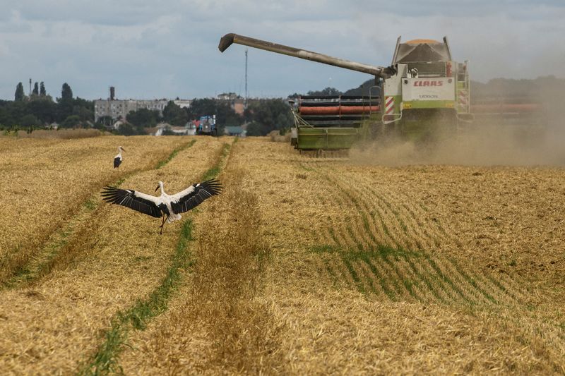 FOTO DE ARCHIVO: Cigüeñas junto a una cosechadora de trigo en un campo cerca del pueblo de Zghurivka, durante el ataque de Rusia a Ucrania, en la región de Kiev, Ucrania 9 de agosto de 2022. REUTERS/Viacheslav Musiienko