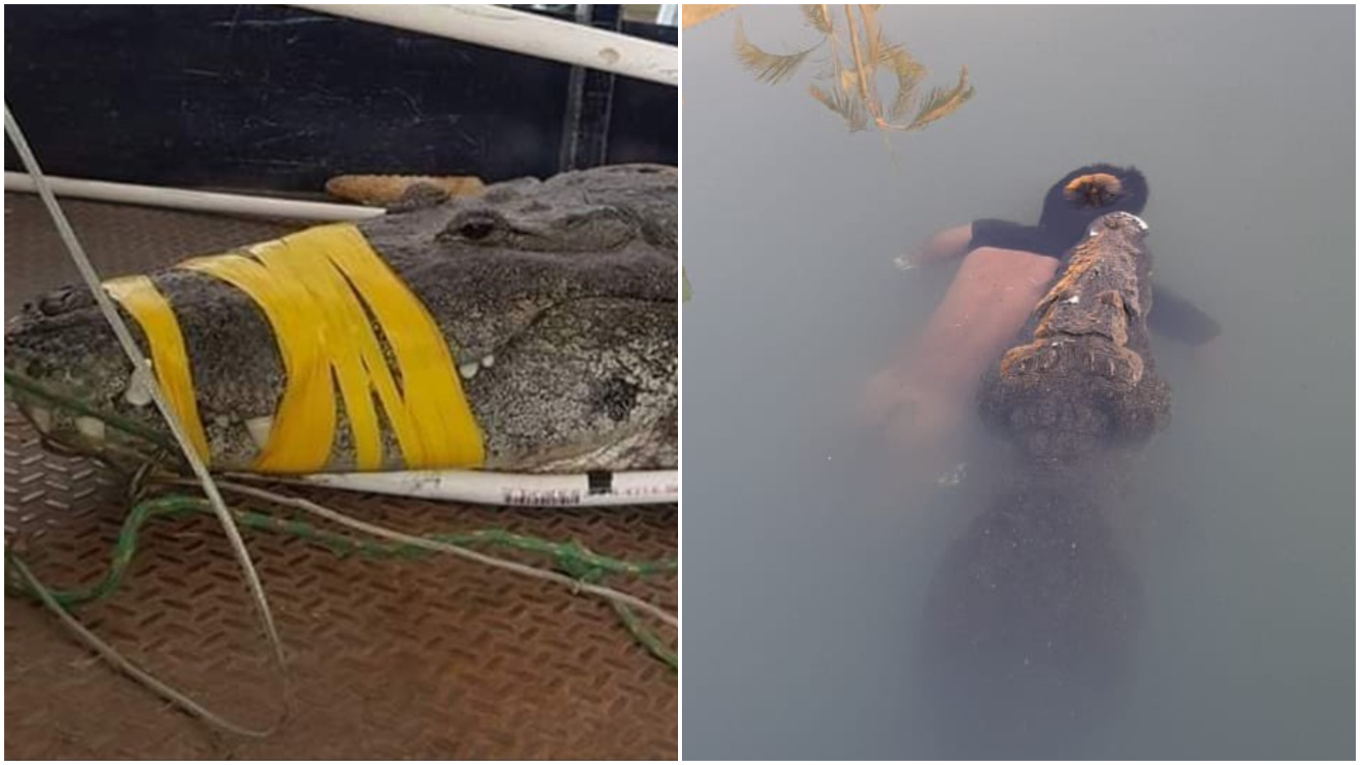 Un cocodrilo mató a un hombre en Tampico tras meterse a nadar en la Laguna del Carpintero